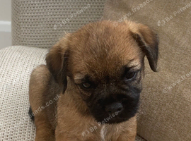 KC registered high quality Border Terriers