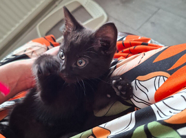 Lovely Kittens