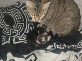Kittens
