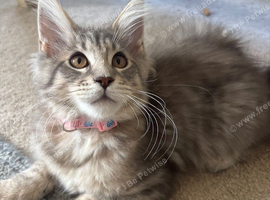 Maine coon kittens