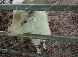 Piggyme billy