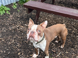 Male kc reg Boston Terrier for sale