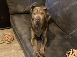 Dog