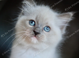 GCCF Ragdoll