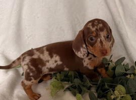 Lovely Miniature Dachshund Puppies