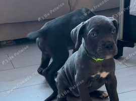 Beautiful Cane Corso puppies with ready Medical Documents