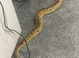 Male bumblebee cb24 royal python