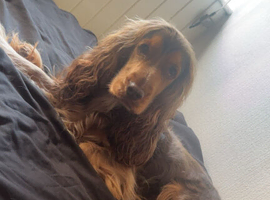 Show spaniels for sale