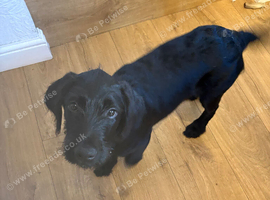 Gorgeous 16 week old labradoodle for sale
