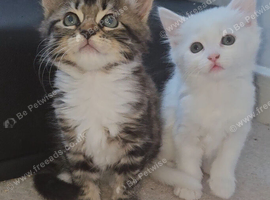 2 beautiful fluffy kittens for sale
