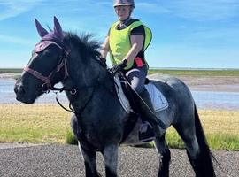 Gorgeous Blue Roan gelding, approx 14hh, rising 5