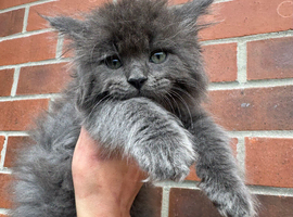 Ragdoll x Maine Coon