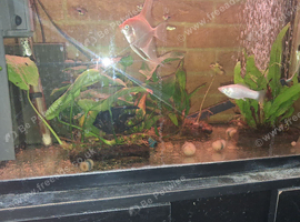 3 TANKS; 26 FISH - ANGEL; NEON;HARLEQUIN;MOLLIES;MINNOWS;