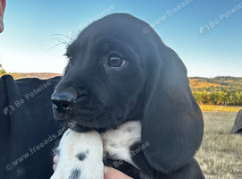 Bavarian Mountain Hound x Springer Spaniel