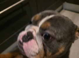 Full kc bulldog
