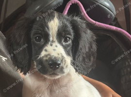 3 little boys left needing their forever homes!