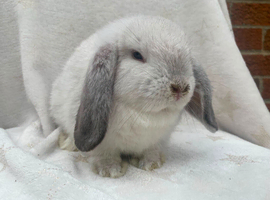 Mini lop