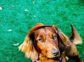 Standard long haired dachshund