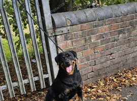 German rottweiler for sale