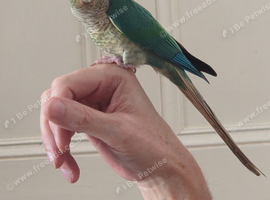 Hand reared turquoise yellowsided gcc