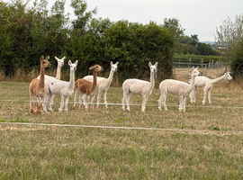 Fantastic Alpacas with Fabulous breeding