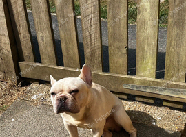 Kc registered French bulldog