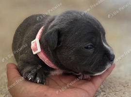 Kc Reg Blue Staffordshire Bull Terrier Puppies