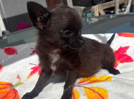 Tea cup chihuahua female