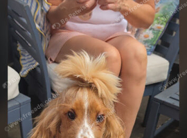 1 year old English spaniel
