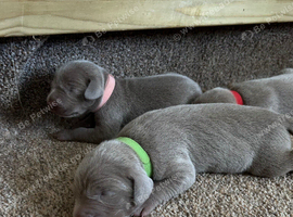 Long & Short Haired Weimaraner KC Reg
