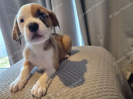 Staffy cross Mastiff pups