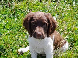 Gorgeous English Springer Spaniel Puppies