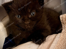 British shorthair X