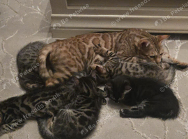 Bengal Cross Kittens