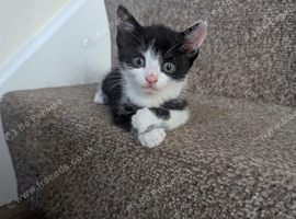 tuxedo kittens