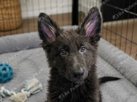 READY NOW kc reg  Blue and tan german shepherd puppies