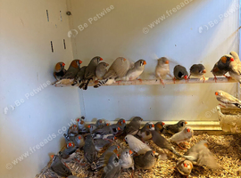 Zebra Finches