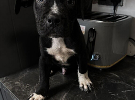Cane corso puppies