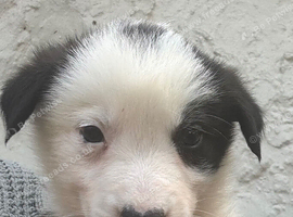 Collie pups from working parents