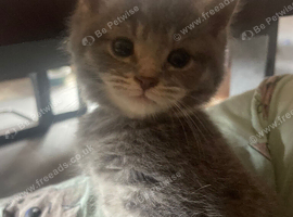 Five gorgeous babies looking for their new homes