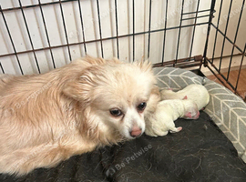 2 pomchi puppies for sale