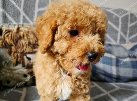 Beautiful schnoodle boy