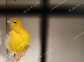 Proven  fiff cock