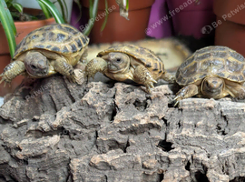 Baby Horsfield tortoises
