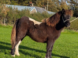 Registered Shetland colt foal