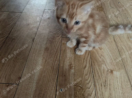 Ginger kitten