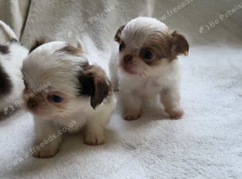 Beautiful Long haired chihuahua puppies