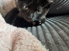 Make kittens for sale