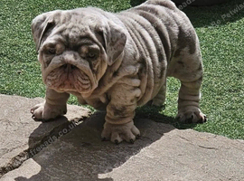 English bulldog puppies