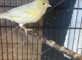 Canaries for sale